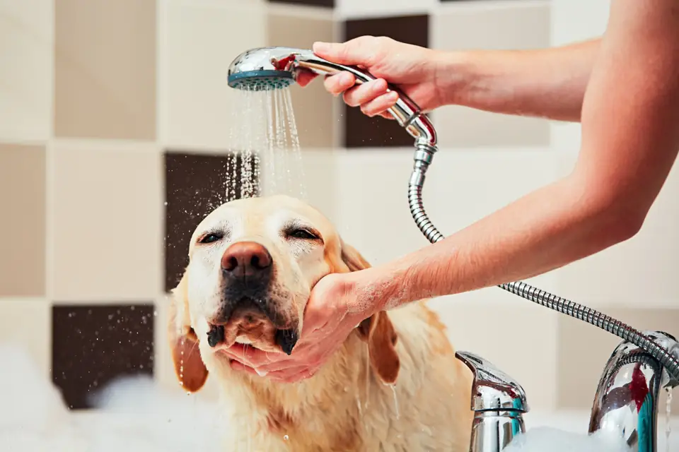A yellow Labrador having a warm shower