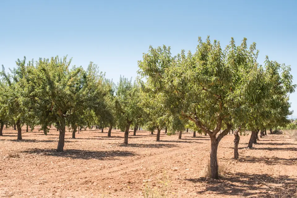Rows of almond trees in a valley orchard on a sunny day