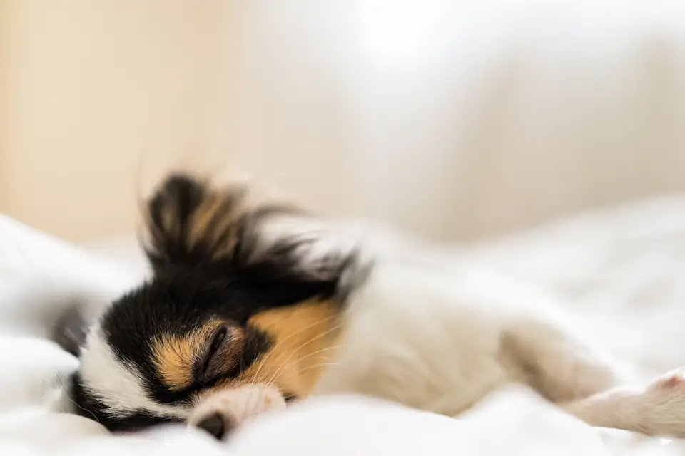 A papillon puppy asleep on white bedding