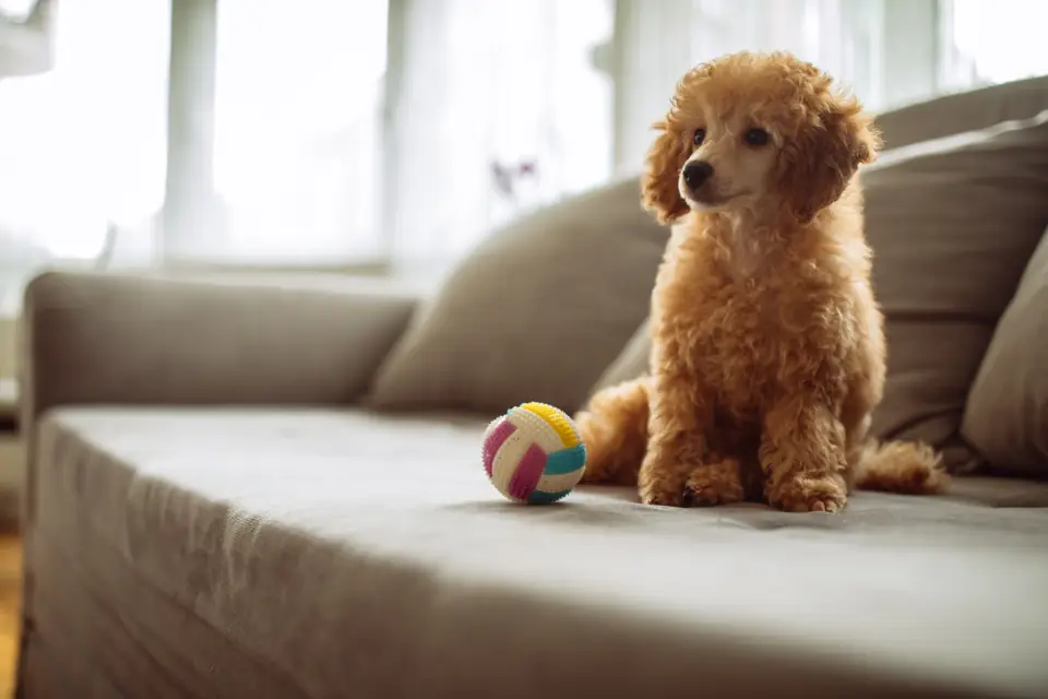 A toy poodle sitting on a sofa next to a ball