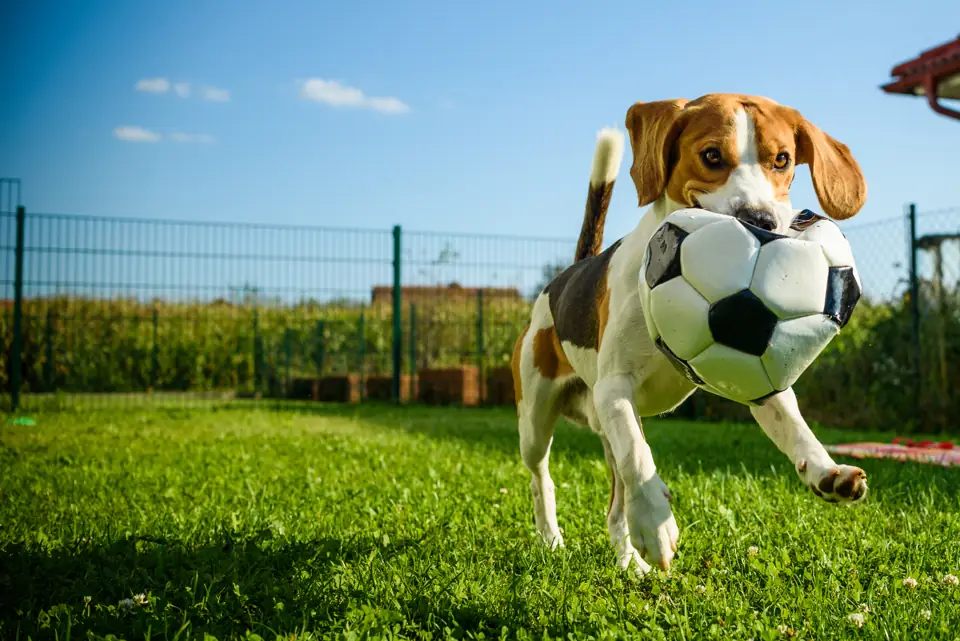 A beagle carrying a soccer ball across a fenced lawn