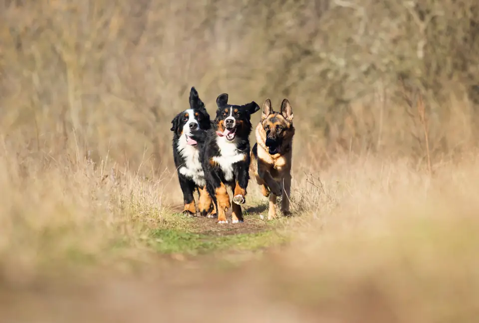 Three dogs running together along a path through dry golden grass