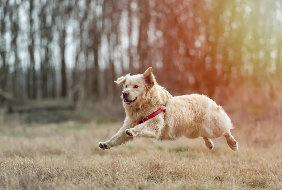 A golden retriever bounding through dry golden grass