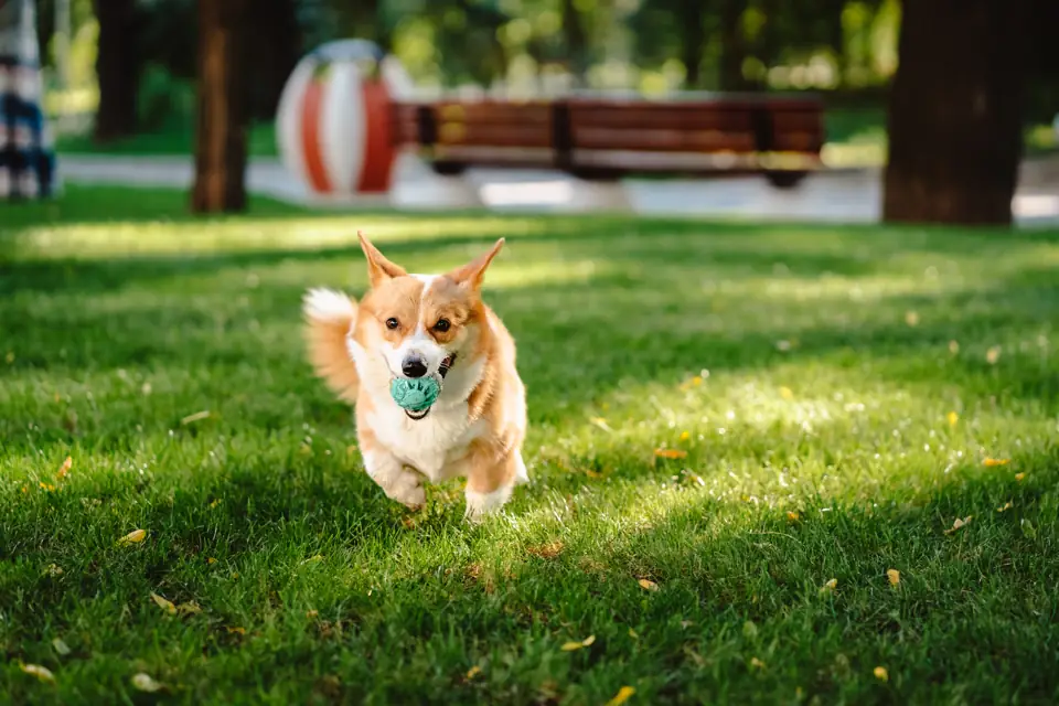 A corgi trotting across a sunny lawn with a ball in its mouth