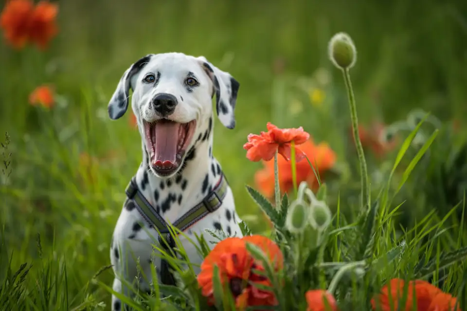 A Dalmatian grinning among red poppies