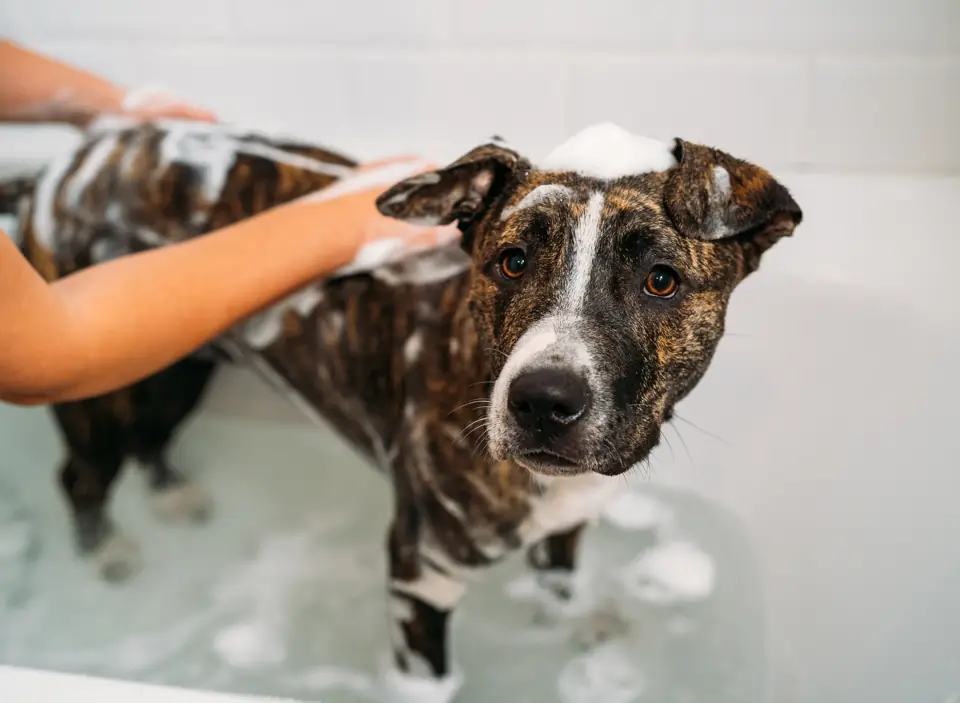 A brindle dog standing in a bath being lathered