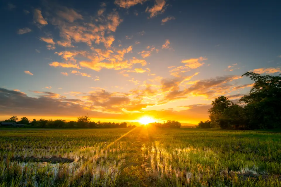 Sunset over flat, flooded valley rice fields