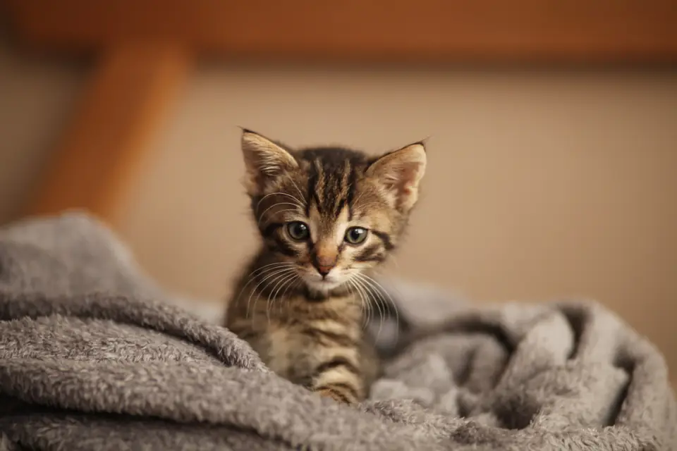 A tabby kitten peeking out of a gray blanket