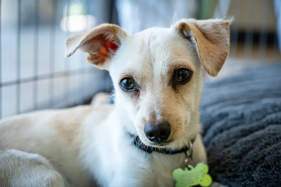 A small white dog lying on a soft gray bed, looking at the camera