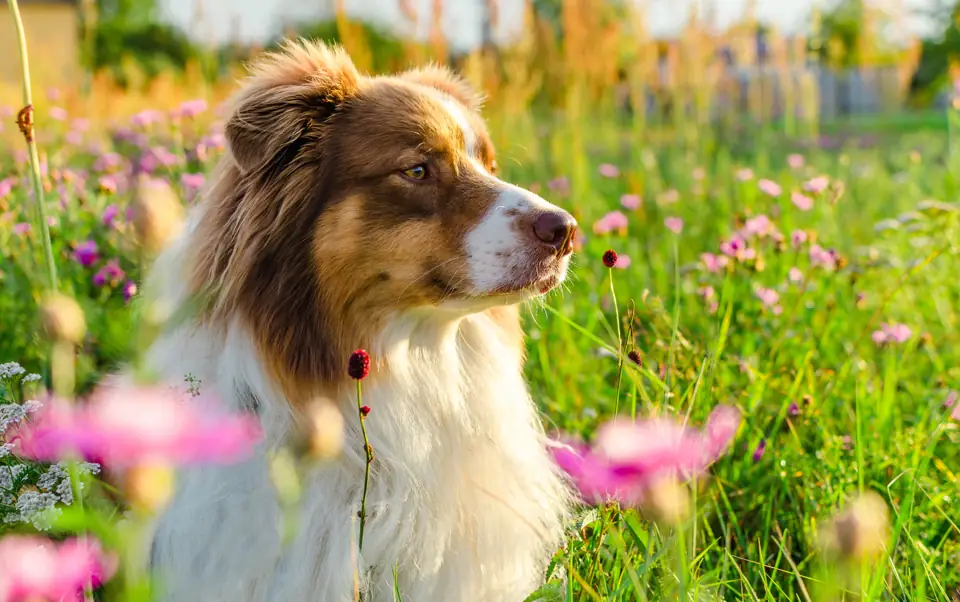 An Australian shepherd among pink wildflowers