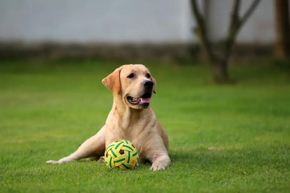 A yellow Labrador lying on a lawn with a ball between its paws