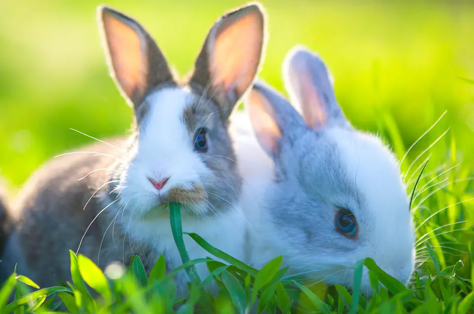 Two rabbits nibbling grass in the sun