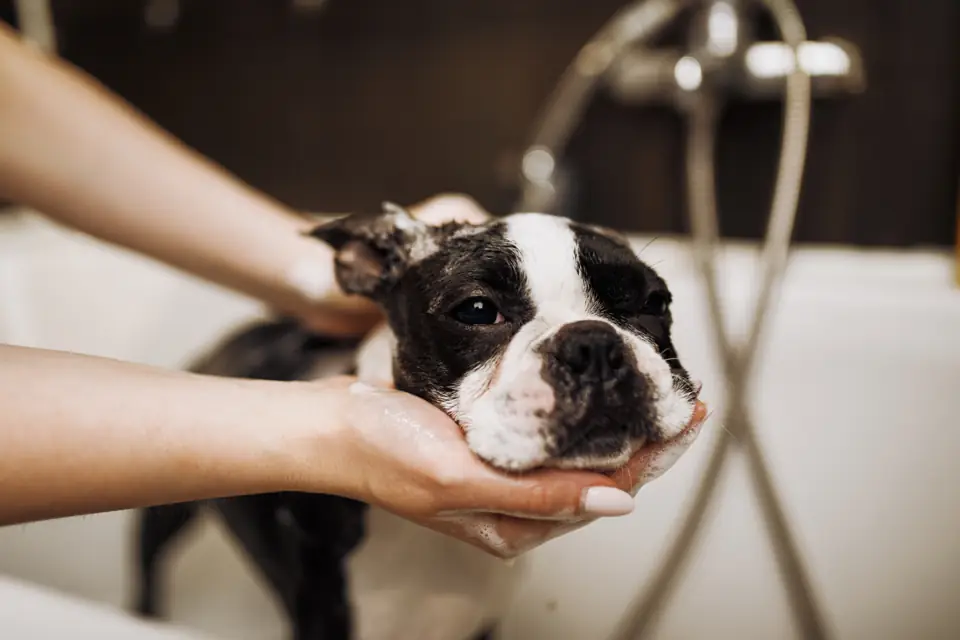 A Boston terrier being washed in a bath
