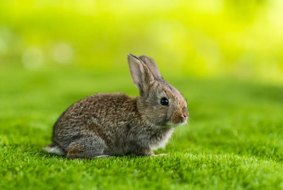 A small brown rabbit sitting on green grass