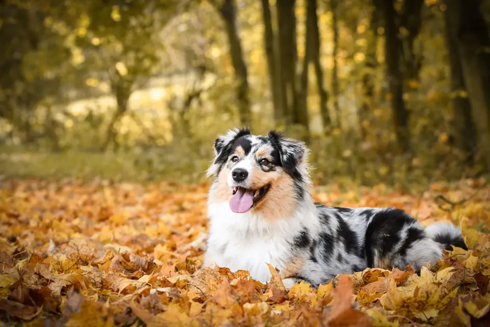 An Australian shepherd lying in golden autumn leaves
