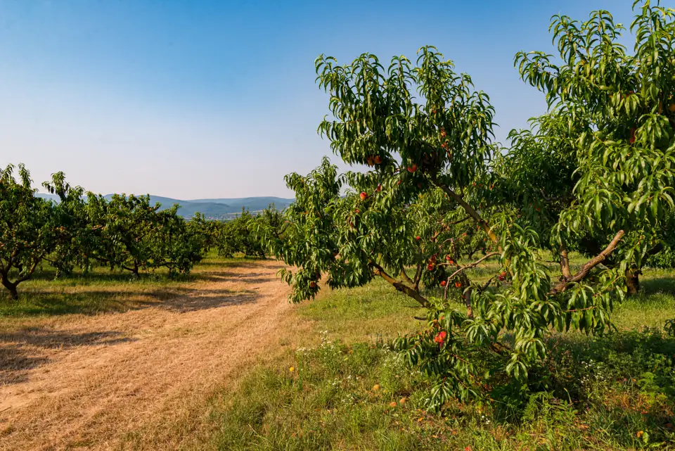 A dirt farm track beside an orchard on a clear day