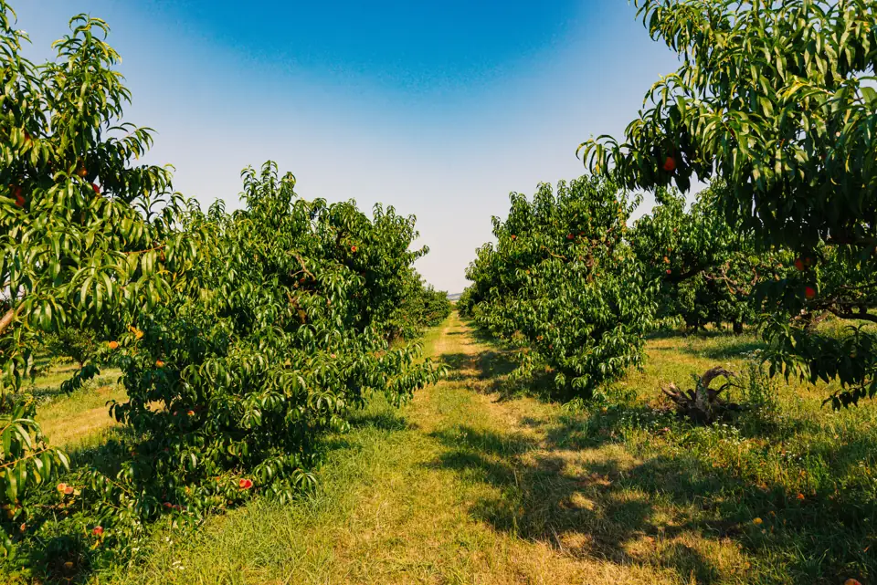 A grassy lane between rows of fruit trees in an orchard