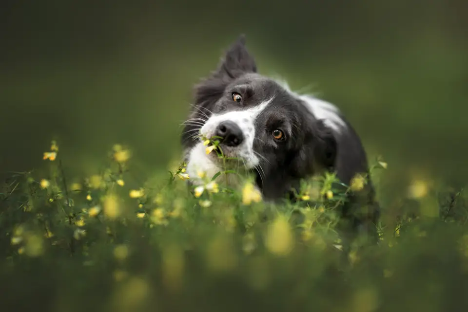 A black and white border collie peeking through wildflowers