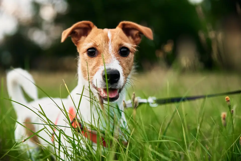 A Jack Russell terrier on a lead in long grass, looking at the camera