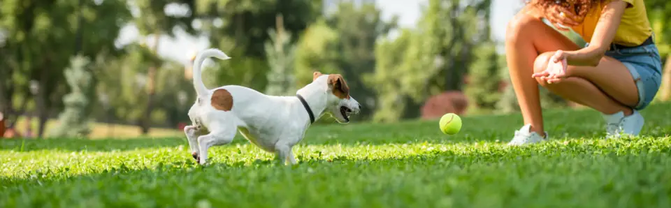 A Jack Russell terrier chasing a tennis ball on a lawn