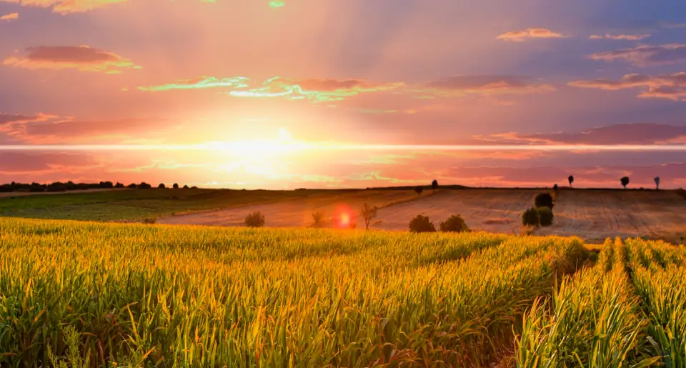 A golden field of grain under a glowing sunset sky