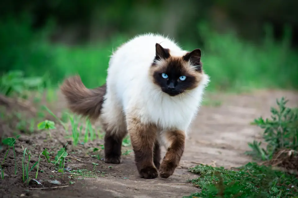 A seal-point Ragdoll-type longhaired cat on a garden path