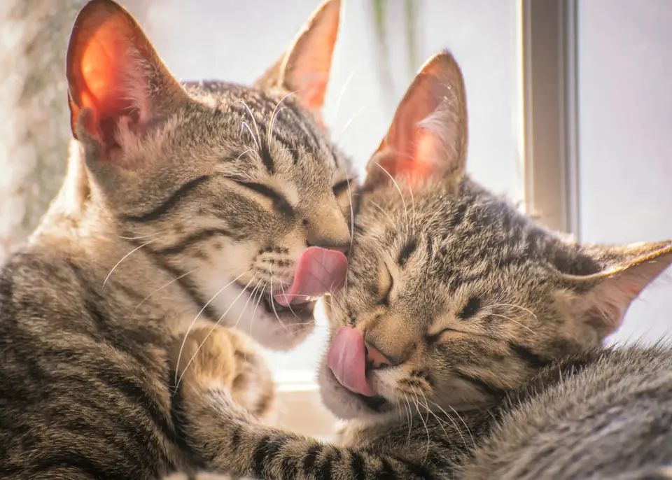 Two tabby cats grooming each other