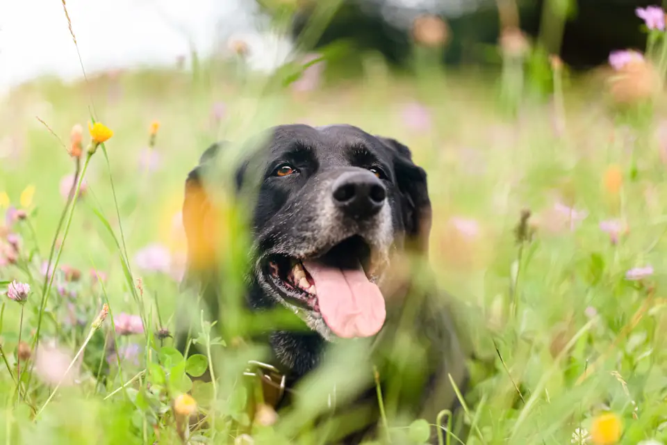 A black dog grinning in a wildflower meadow