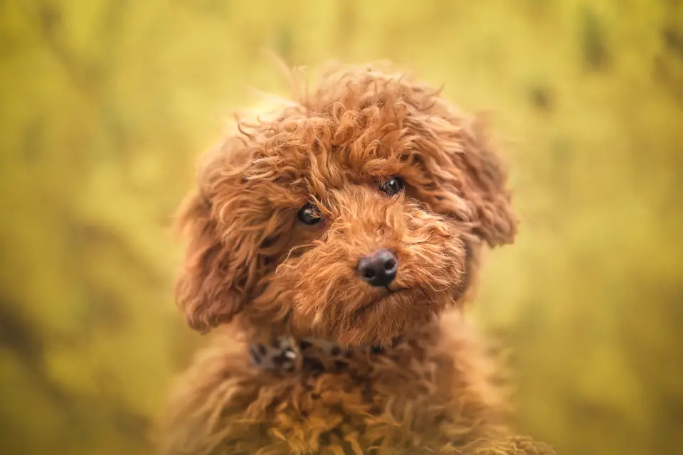 A curly red toy poodle portrait in warm light
