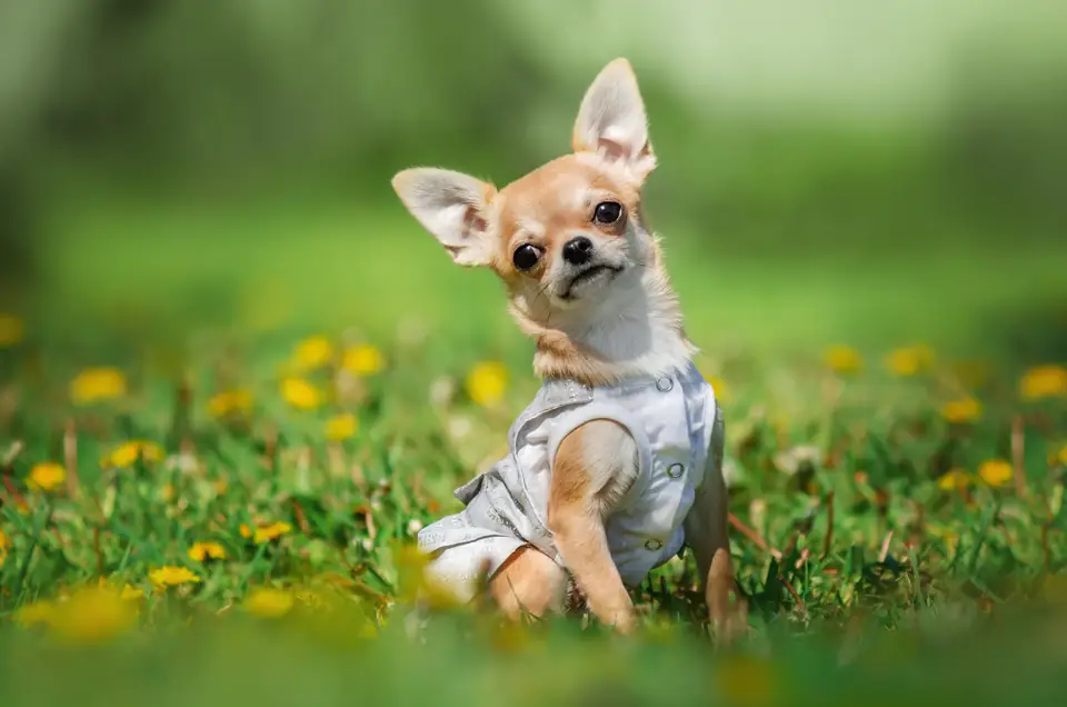 A chihuahua in a little jacket sitting among dandelions