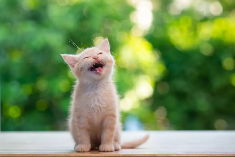 A ginger kitten yawning on a sunny table