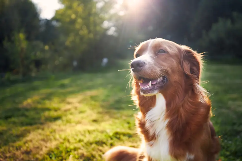 A red and white long-haired dog sitting in warm evening sunlight