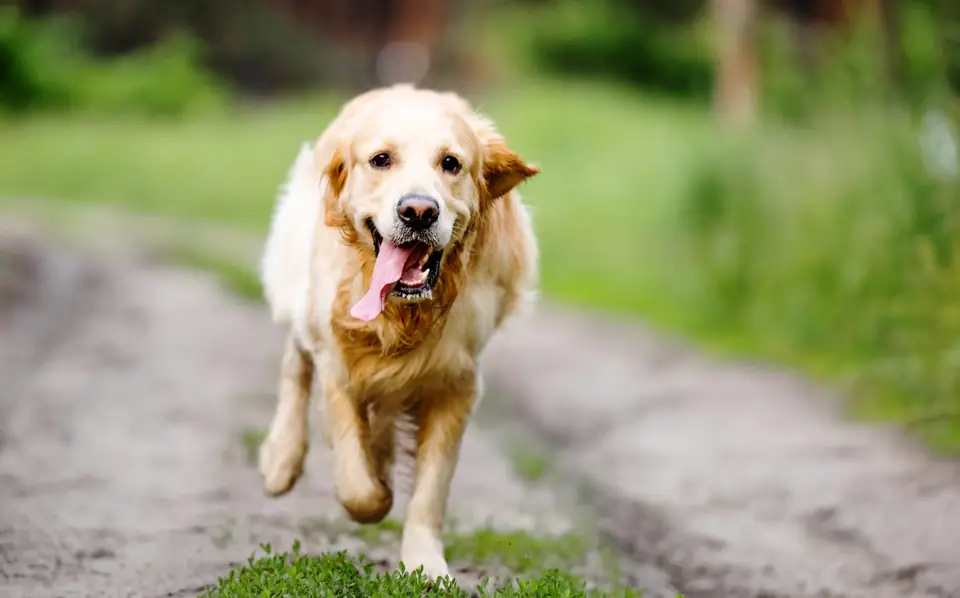 A golden retriever walking down a dirt path, tongue out