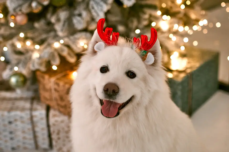 A white Samoyed in antlers in front of holiday lights