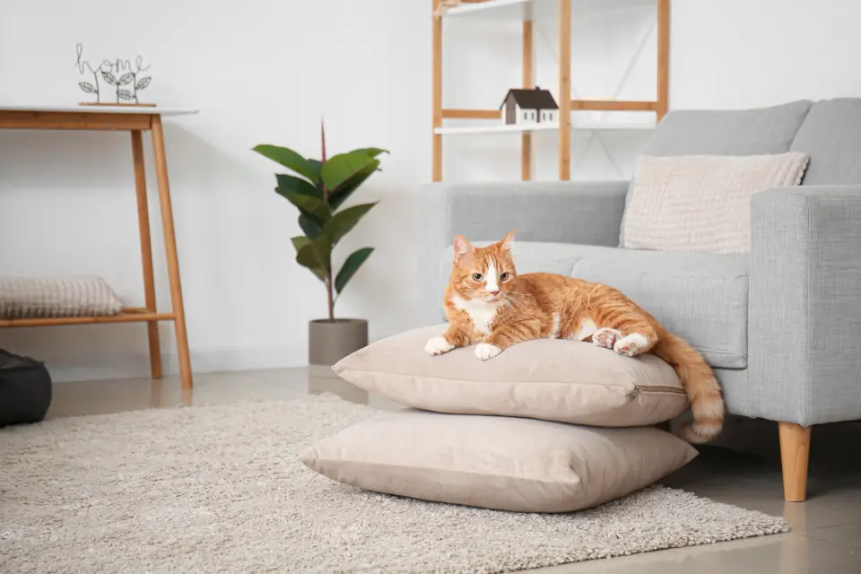 An orange and white cat resting on floor cushions in a bright living room