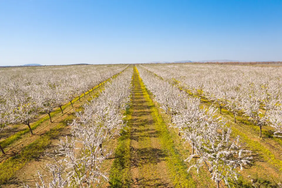 Orchard rows in white spring blossom stretching to the horizon