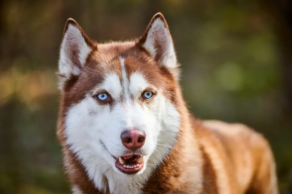A red and white husky smiling, close up