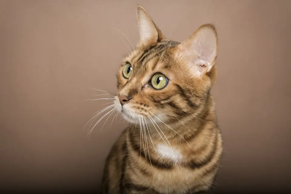 A Bengal cat portrait on a warm brown background
