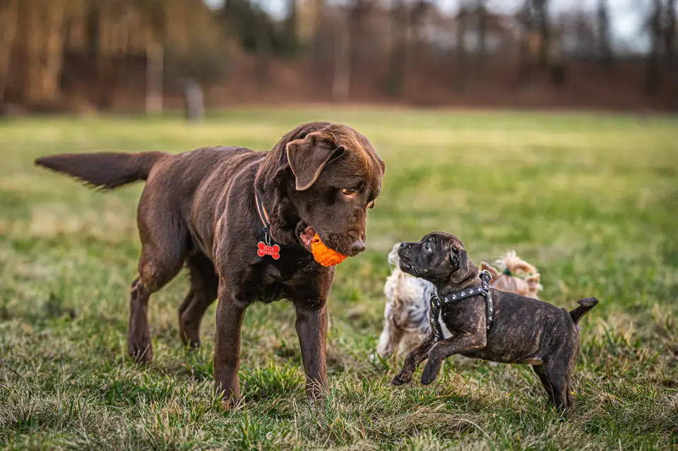 A chocolate Labrador and a small brindle puppy playing on a lawn