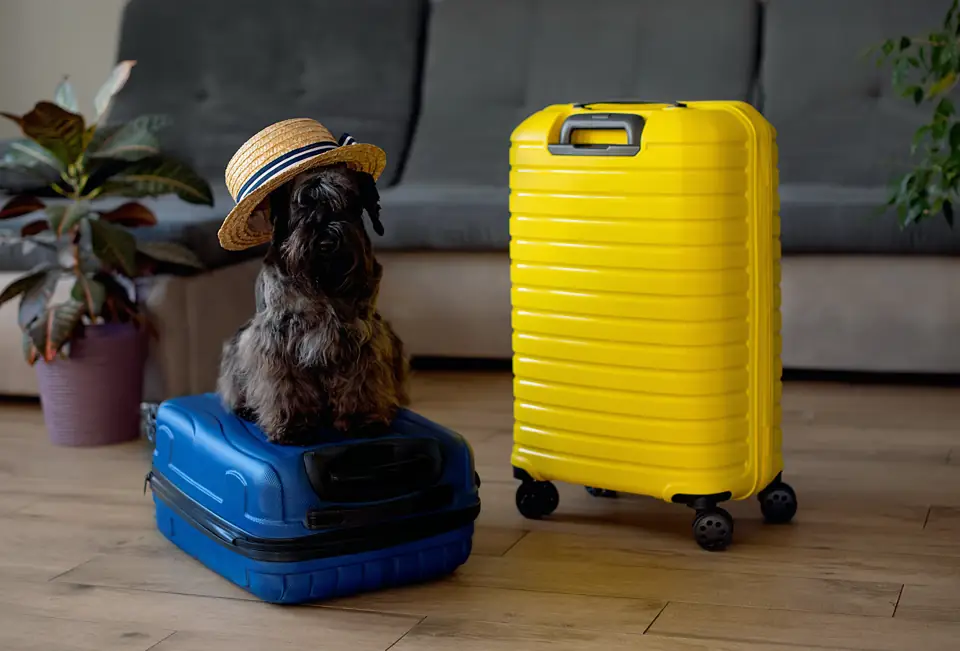 A small dog in a sun hat sitting on a suitcase next to a yellow suitcase