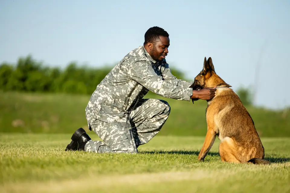 A service member in camouflage kneeling to greet a shepherd dog on a lawn