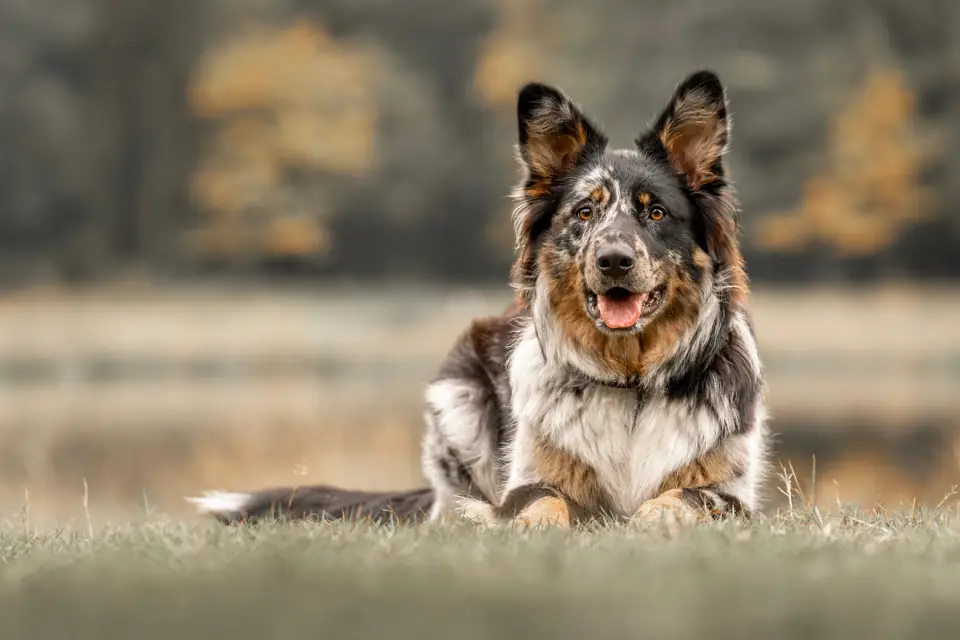 A shepherd-mix dog lying in an autumn meadow