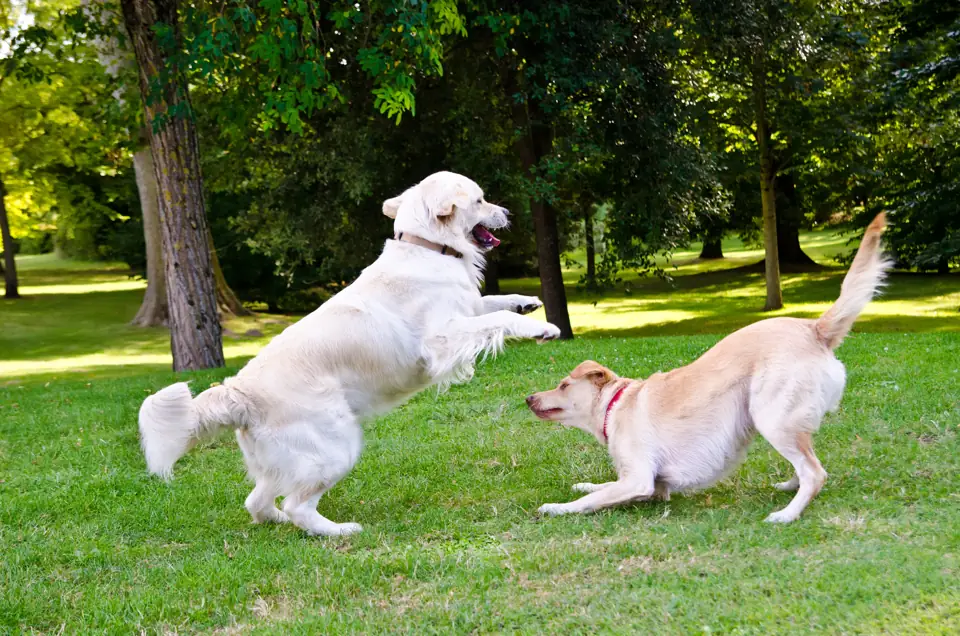 Two pale dogs playing together on a shady lawn