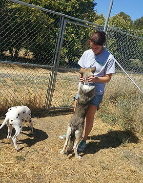 bc5b4a_13aa3d5605d94382b068340b56f57f46~mv2 - Happy Paws Kennel | Dixon California