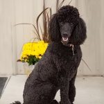 dog200