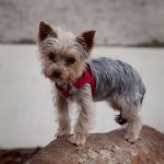 Dog 5