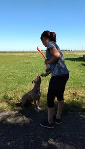 bc5b4a_b46eaf2ce6fb479cb0086edf28a3e030~mv2 - Happy Paws Kennel | Dixon California