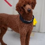 Dog 35