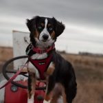Dog 3