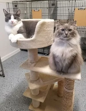 cat3
